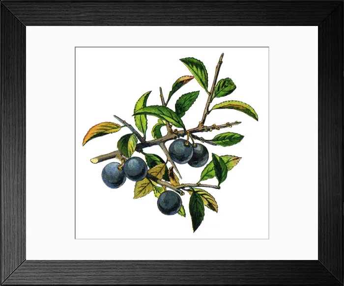 Framed Print : blackthorn