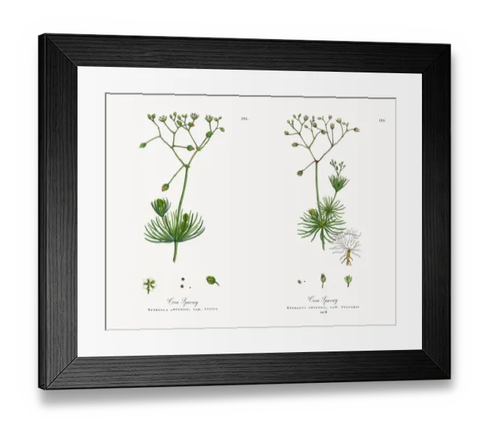 Framed Print : Corn Spurrey, Spergula arvensis, Victorian Botanical Illustration, 1863 Framed Print : Corn Spurrey, Spergula arvensis, Victorian Botanical Illustration, 1863