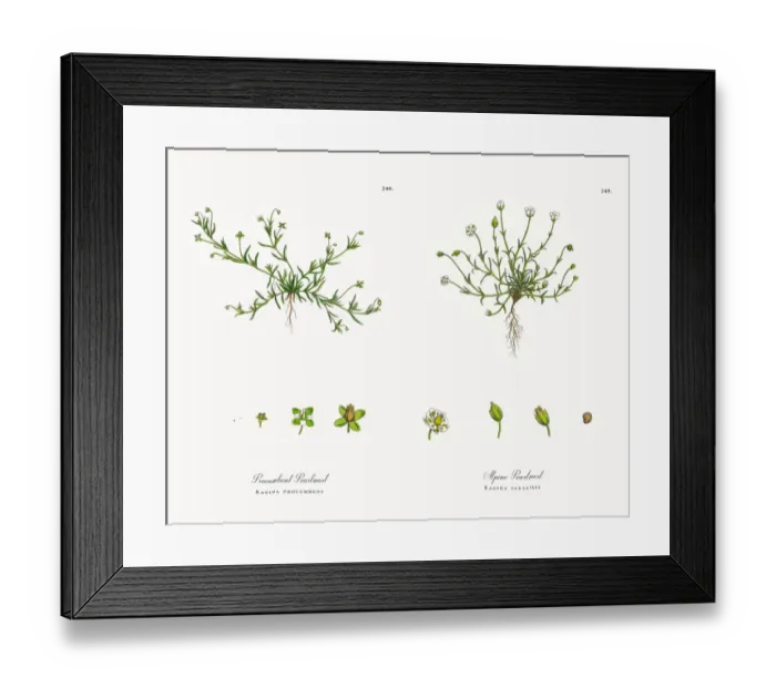 Framed Print : Procumbent Pearlwort, Sagina procumbens, Victorian Botanical Illustration, 1863 Framed Print : Procumbent Pearlwort, Sagina procumbens, Victorian Botanical Illustration, 1863