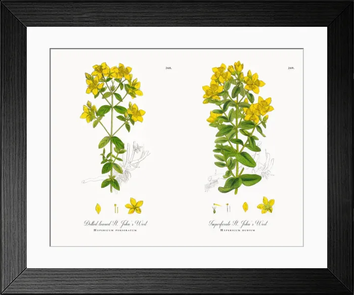 Framed Print : Dotted-leaved St. Johnas Wort, Hypericum perforatum, Victorian Botanical Illustration, 1863 Framed Print : Dotted-leaved St. Johnas Wort, Hypericum perforatum, Victorian Botanical Illustration, 1863