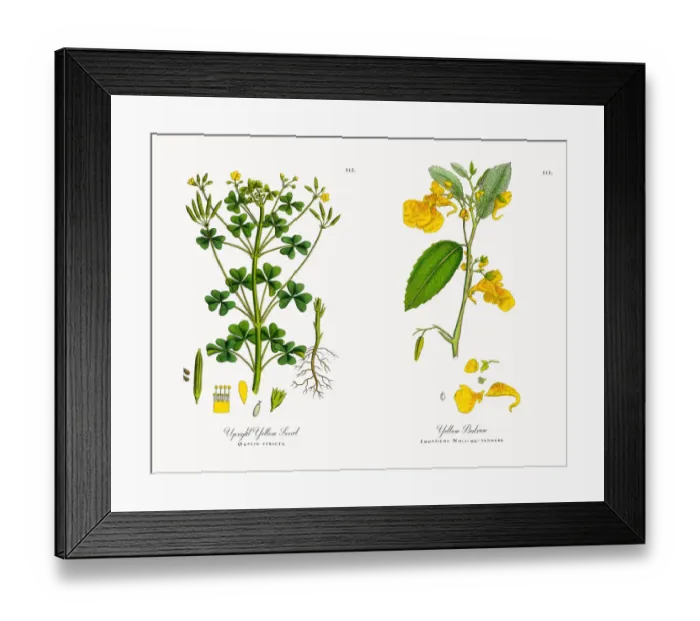 Framed Print : Upright Yellow Sorrel, Oxalis stricta, Victorian Botanical Illustration, 1863 Framed Print : Upright Yellow Sorrel, Oxalis stricta, Victorian Botanical Illustration, 1863
