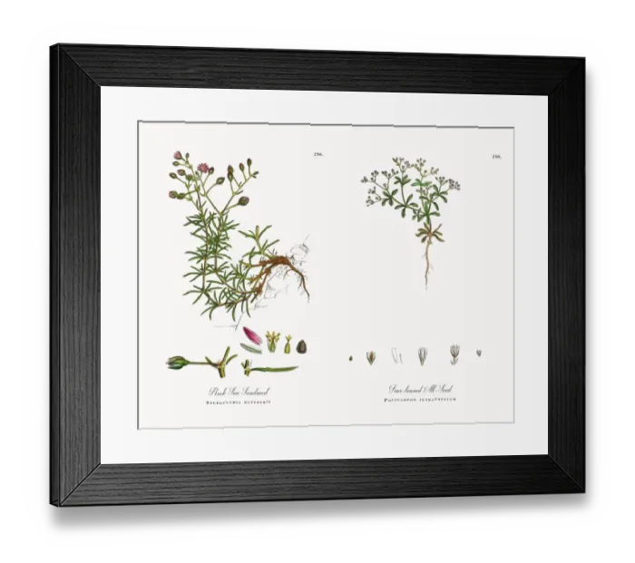 Framed Print : Rock Sea Sandwort, Spergularia rupestris, Victorian Botanical Illustration, 1863 Framed Print : Rock Sea Sandwort, Spergularia rupestris, Victorian Botanical Illustration, 1863