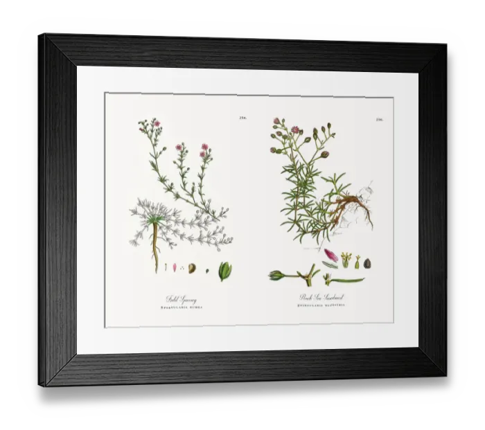 Framed Print : Field Spurrey, Spergularia rubra, Victorian Botanical Illustration, 1863 Framed Print : Field Spurrey, Spergularia rubra, Victorian Botanical Illustration, 1863