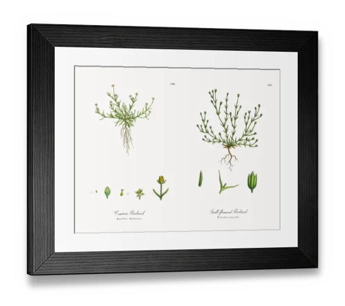 Framed Print : Common Pearlwort, Sagina Apetala, Victorian Botanical Illustration, 1863 Framed Print : Common Pearlwort, Sagina Apetala, Victorian Botanical Illustration, 1863