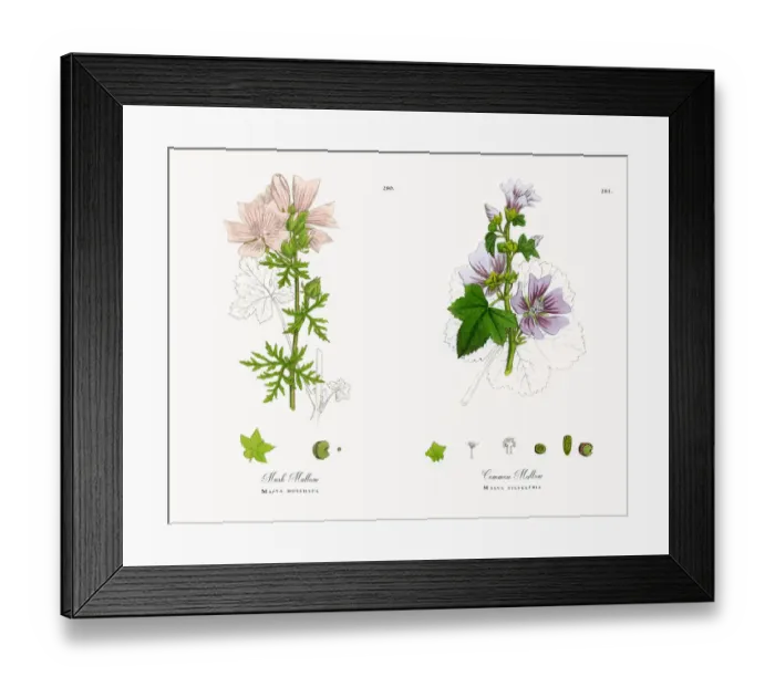 Framed Print : Musk Mallow, Malva moschata, Victorian Botanical Illustration, 1863 Framed Print : Musk Mallow, Malva moschata, Victorian Botanical Illustration, 1863