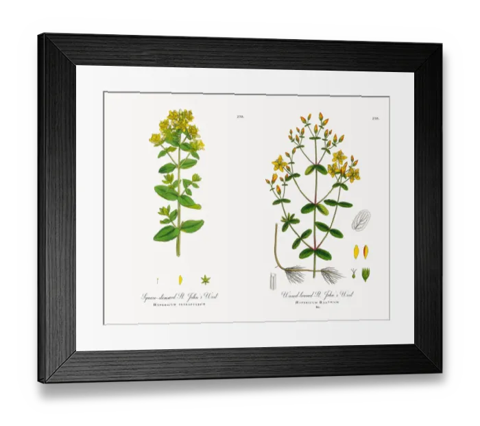 Framed Print : Square-stemmed St. Johnas Wort, Hypericum tetrapterum, Victorian Botanical Illustration, 1863 Framed Print : Square-stemmed St. Johnas Wort, Hypericum tetrapterum, Victorian Botanical Illustration, 1863