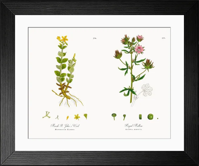 Framed Print : Marsh St. Johnas Wort, Hypericum Elodes, Victorian Botanical Illustration, 1863 Framed Print : Marsh St. Johnas Wort, Hypericum Elodes, Victorian Botanical Illustration, 1863