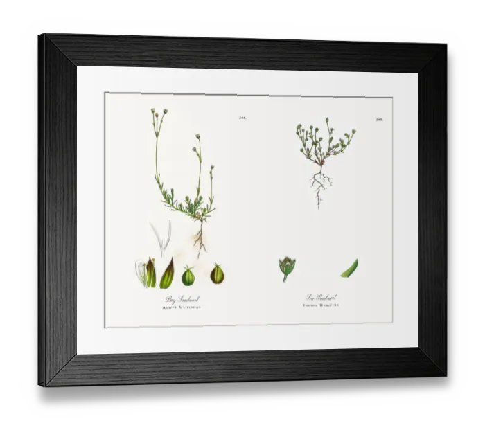 Framed Print : Bog Sandwort, Alsine Ulifinoas, Victorian Botanical Illustration, 1863 Framed Print : Bog Sandwort, Alsine Ulifinoas, Victorian Botanical Illustration, 1863