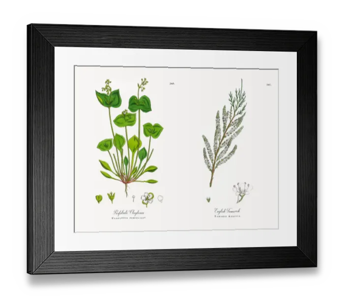 Framed Print : Perfoliate Claytonia, Claytonia perfoliata, Victorian Botanical Illustration, 1863 Framed Print : Perfoliate Claytonia, Claytonia perfoliata, Victorian Botanical Illustration, 1863