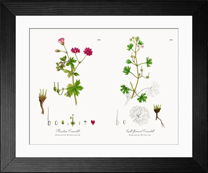 Framed Print : Mountain Cranesbill, Geranium Pyrenaicum, Victorian Botanical Illustration, 1863