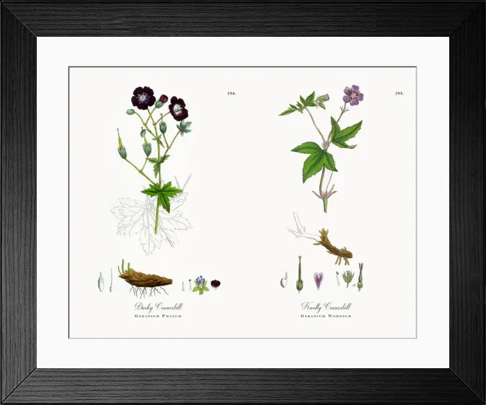 Framed Print : Dusky Cranesbill, Geranium Phaeum, Victorian Botanical Illustration, 1863