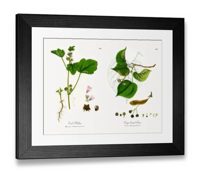 Framed Print : Erect Mallow, Malva vewrticellata, Victorian Botanical Illustration, 1863 Framed Print : Erect Mallow, Malva vewrticellata, Victorian Botanical Illustration, 1863
