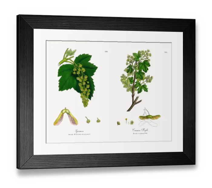 Framed Print : Sycamore, Acer Pseudo-platanus, Victorian Botanical Illustration, 1863 Framed Print : Sycamore, Acer Pseudo-platanus, Victorian Botanical Illustration, 1863