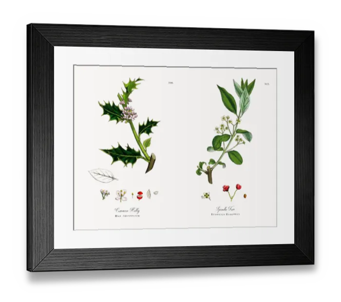 Framed Print : Common Holly, Hex aquifolium, Victorian Botanical Illustration, 1863