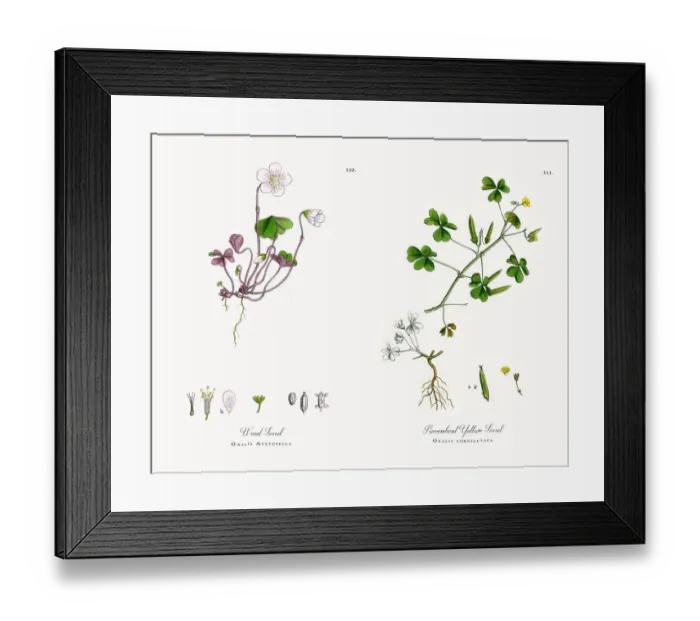 Framed Print : Wood Sorrel, Oxalis Acetosella, Victorian Botanical Illustration, 1863 Framed Print : Wood Sorrel, Oxalis Acetosella, Victorian Botanical Illustration, 1863