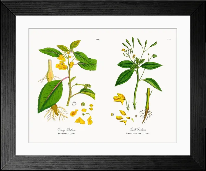 Framed Print : Orange Balsam, Impatiens fulva, Victorian Botanical Illustration, 1863 Framed Print : Orange Balsam, Impatiens fulva, Victorian Botanical Illustration, 1863
