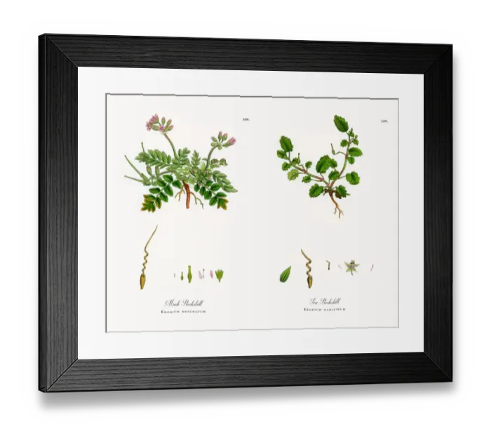 Framed Print : Musk Storksbill, Erodium moschatum, Victorian Botanical Illustration, 1863 Framed Print : Musk Storksbill, Erodium moschatum, Victorian Botanical Illustration, 1863