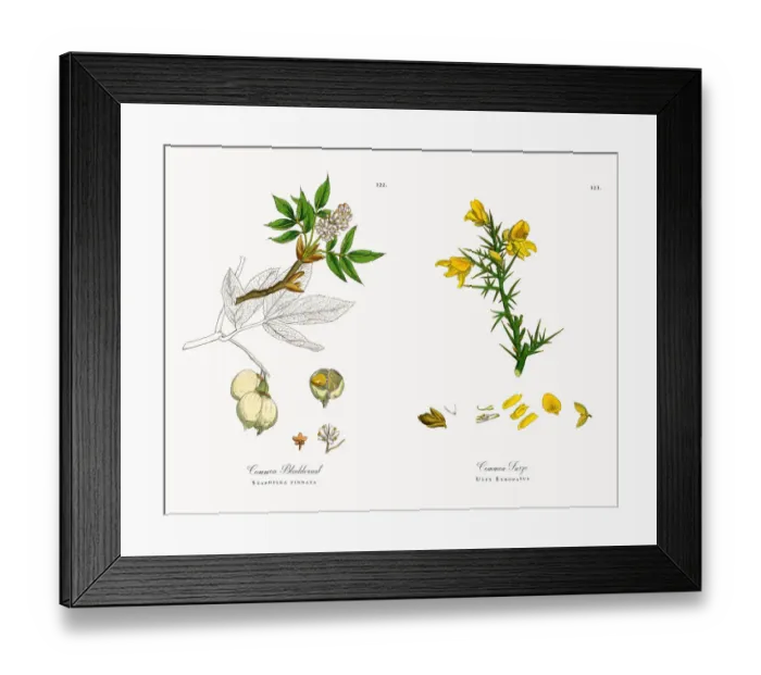 Framed Print : Common Bladdernut, Staphylea pinnata, Victorian Botanical Illustration, 1863 Framed Print : Common Bladdernut, Staphylea pinnata, Victorian Botanical Illustration, 1863