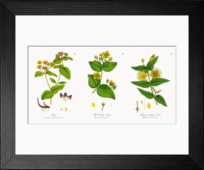 Framed Print : Tutsan, Hypericum Androsaemum, Victorian Botanical Illustration, 1863 Framed Print : Tutsan, Hypericum Androsaemum, Victorian Botanical Illustration, 1863