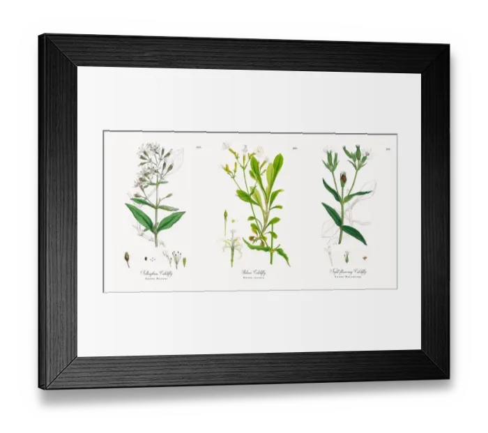 Framed Print : Nottingham Catchfly, Silene Nutans, Victorian Botanical Illustration, 1863 Framed Print : Nottingham Catchfly, Silene Nutans, Victorian Botanical Illustration, 1863