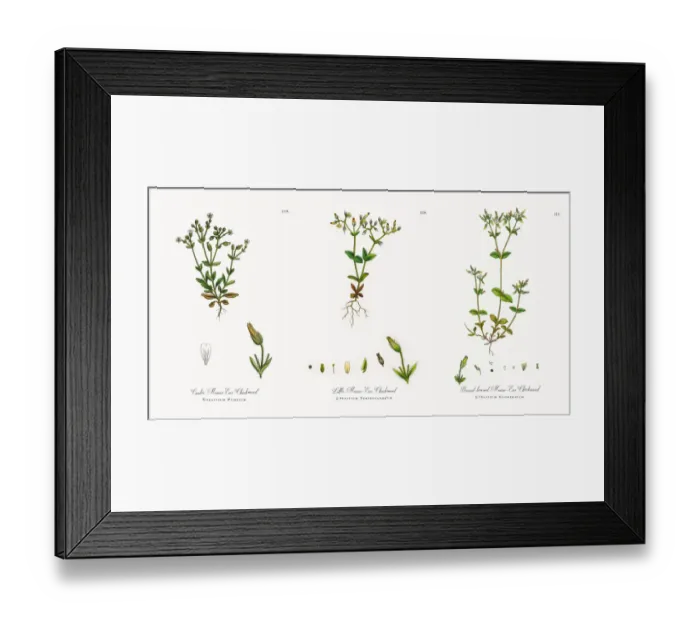 Framed Print : Mouse Ear Chickweed, Cerastium Pumilum, Victorian Botanical Illustration, 1863 Framed Print : Mouse Ear Chickweed, Cerastium Pumilum, Victorian Botanical Illustration, 1863