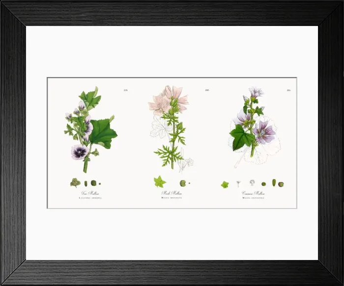 Framed Print : Tree Mallow, Lavatera arborea, Victorian Botanical Illustration, 1863 Framed Print : Tree Mallow, Lavatera arborea, Victorian Botanical Illustration, 1863