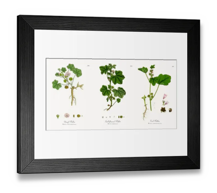 Framed Print : Dwarf Mallow, Malva rotundifolia, Victorian Botanical Illustration, 1863 Framed Print : Dwarf Mallow, Malva rotundifolia, Victorian Botanical Illustration, 1863