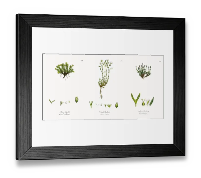 Framed Print : Mossy Cyphel, Alsine Cherleria, Victorian Botanical Illustration, 1863 Framed Print : Mossy Cyphel, Alsine Cherleria, Victorian Botanical Illustration, 1863