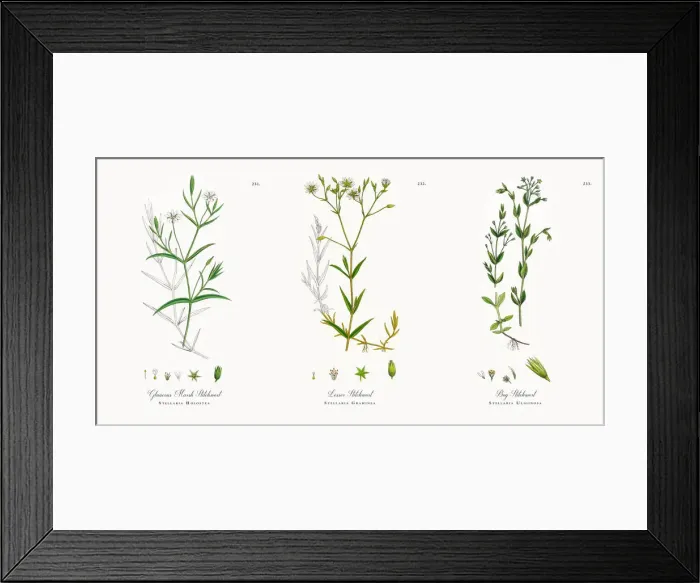 Framed Print : Glaucous Marsh Stitchwort, Stellaria Holostea, Victorian Botanical Illustration, 1863 Framed Print : Glaucous Marsh Stitchwort, Stellaria Holostea, Victorian Botanical Illustration, 1863