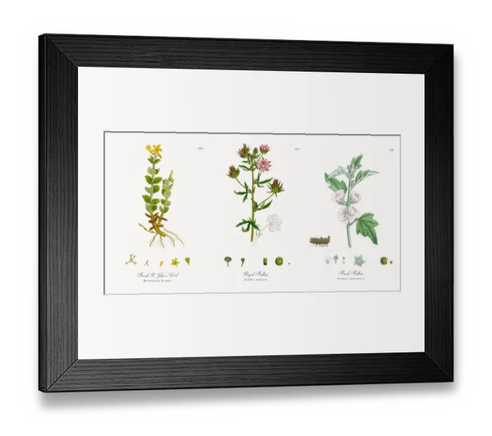 Framed Print : Marsh St. Johnas Wort, Hypericum Elodes, Victorian Botanical Illustration, 1863