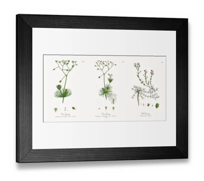 Framed Print : Corn Spurrey, Spergula arvensis, Victorian Botanical Illustration, 1863 Framed Print : Corn Spurrey, Spergula arvensis, Victorian Botanical Illustration, 1863