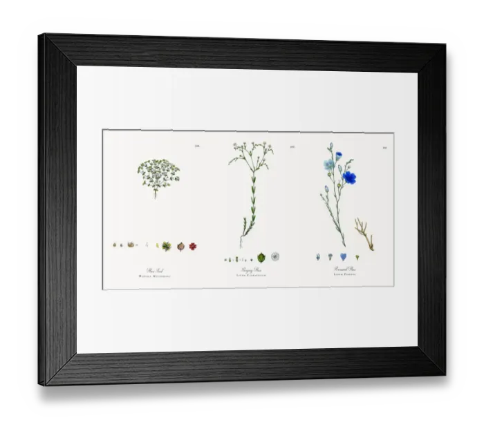 Framed Print : Flax Seed, Radiola Millegrana, Victorian Botanical Illustration, 1863 Framed Print : Flax Seed, Radiola Millegrana, Victorian Botanical Illustration, 1863