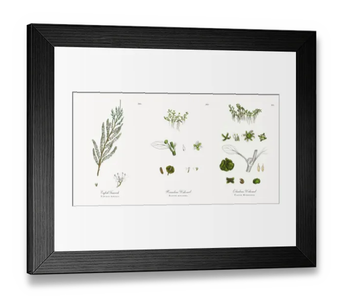 Framed Print : English Tamarisk, Tamarix Anglica, Victorian Botanical Illustration, 1863 Framed Print : English Tamarisk, Tamarix Anglica, Victorian Botanical Illustration, 1863