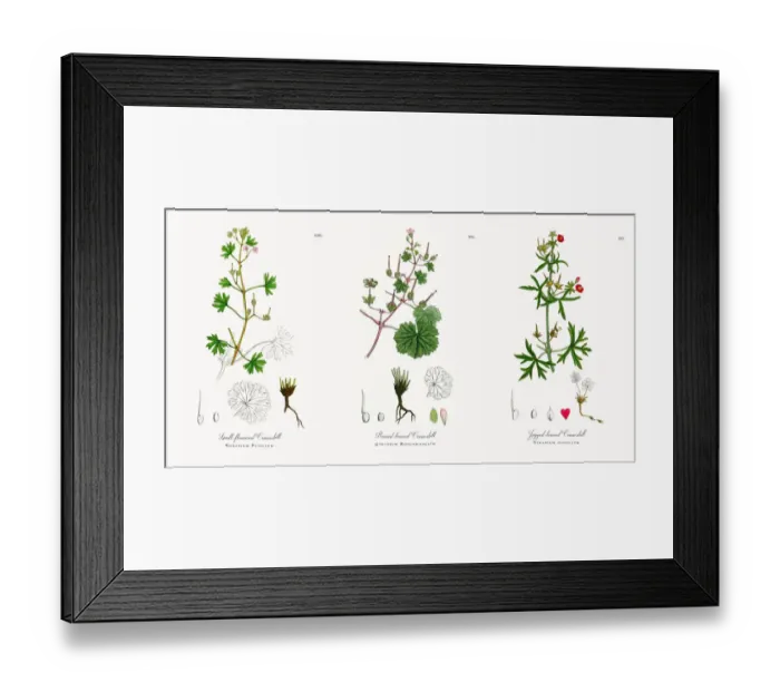 Framed Print : Small-flowered Cranesbill, Geranium Pusillum, Victorian Botanical Illustration, 1863 Framed Print : Small-flowered Cranesbill, Geranium Pusillum, Victorian Botanical Illustration, 1863