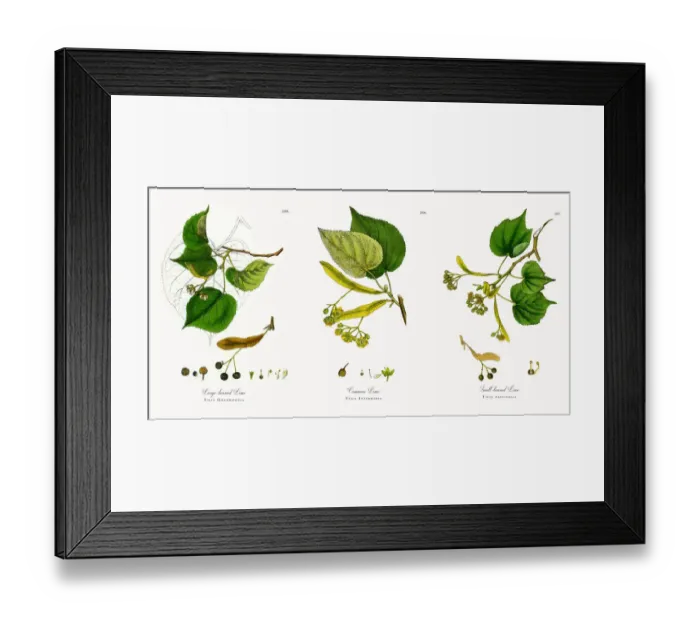 Framed Print : Large-leaved Lime, Tilia Grandifolia, Victorian Botanical Illustration, 1863 Framed Print : Large-leaved Lime, Tilia Grandifolia, Victorian Botanical Illustration, 1863
