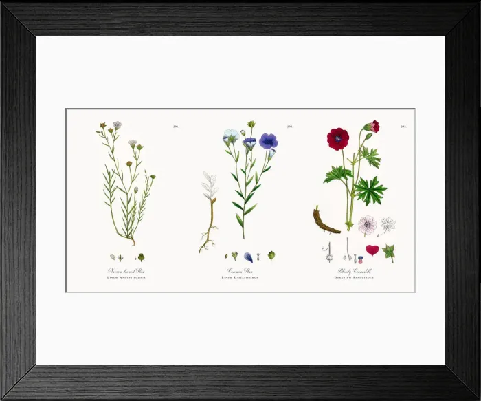 Framed Print : Narrow-leaved Flax, Linum Angustifolium, Victorian Botanical Illustration, 1863 Framed Print : Narrow-leaved Flax, Linum Angustifolium, Victorian Botanical Illustration, 1863