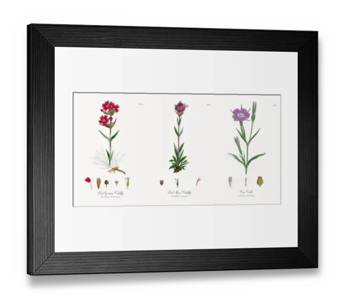 Framed Print : Red German Catchfly, Lychnis Viscaria, Victorian Botanical Illustration, 1863 Framed Print : Red German Catchfly, Lychnis Viscaria, Victorian Botanical Illustration, 1863