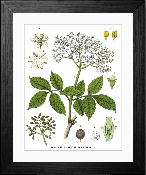 Framed Print : Medicinal and Herbal Plants Framed Print : Medicinal and Herbal Plants