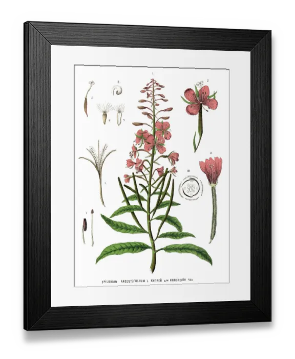 Framed Print : Medicinal and Herbal Plants Framed Print : Medicinal and Herbal Plants
