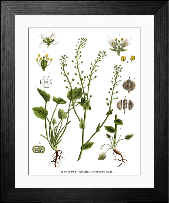 Framed Print : Medicinal and Herbal Plants Framed Print : Medicinal and Herbal Plants