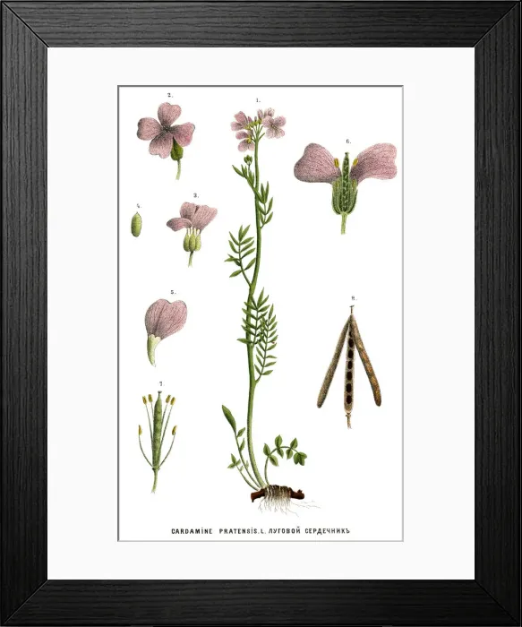 Framed Print : Medicinal and Herbal Plants Framed Print : Medicinal and Herbal Plants