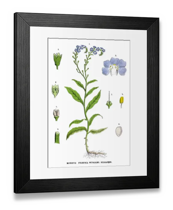 Framed Print : Medicinal and Herbal Plants Framed Print : Medicinal and Herbal Plants