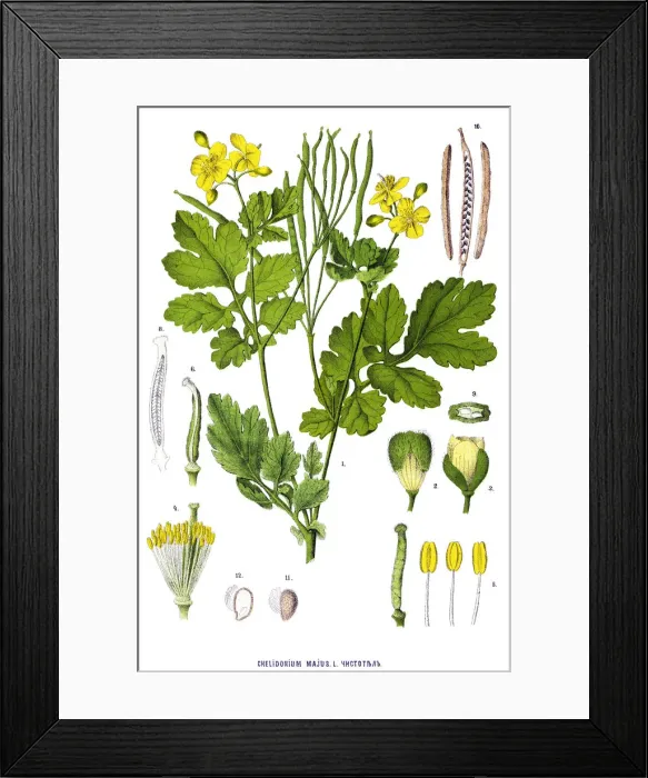 Framed Print : Medicinal and Herbal Plants Framed Print : Medicinal and Herbal Plants