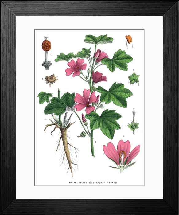 Framed Print : Medicinal and Herbal Plants