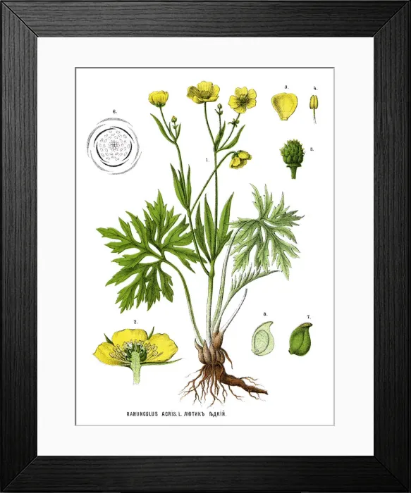 Framed Print : Medicinal and Herbal Plants Framed Print : Medicinal and Herbal Plants