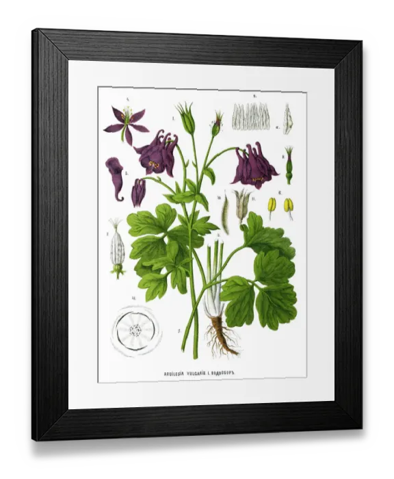 Framed Print : Medicinal and Herbal Plants Framed Print : Medicinal and Herbal Plants