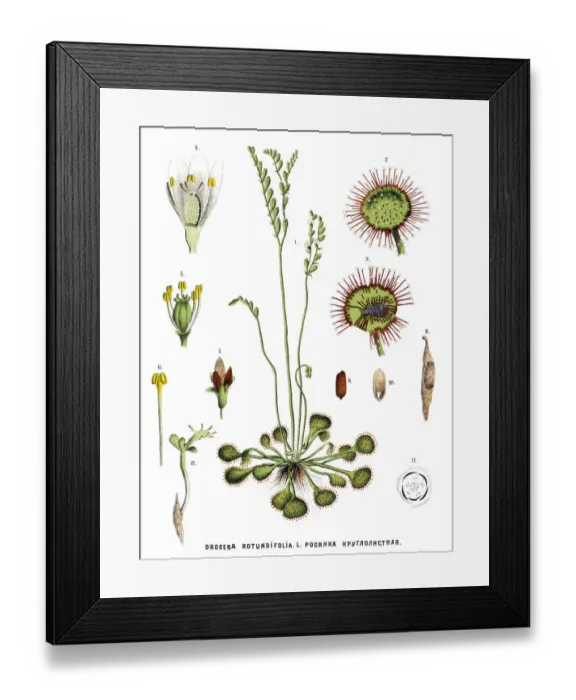 Framed Print : Medicinal and Herbal Plants Framed Print : Medicinal and Herbal Plants