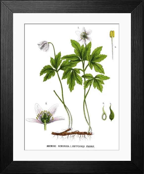 Framed Print : Medicinal and Herbal Plants