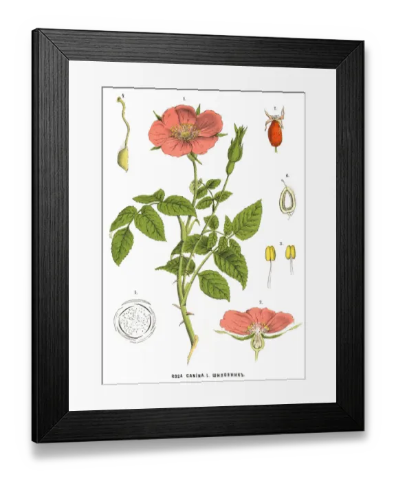Framed Print : Medicinal and Herbal Plants Framed Print : Medicinal and Herbal Plants