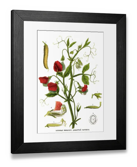 Framed Print : Medicinal and Herbal Plants Framed Print : Medicinal and Herbal Plants